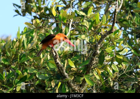 Brown-winged Eisvogel oder Khoirapakha Machranga im Sundarbans. Bagerhat, Bangladesch. Stockfoto