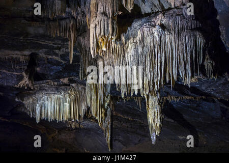 Schmelzstein / Höhle Vorhänge, blattförmigen Ablagerungen von Calcit abgehängte Decke in den Höhlen von Han-Sur-Lesse / Grottes de Han, Ardennen, Belgien Stockfoto