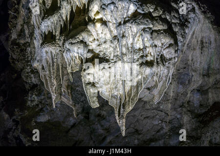 Schmelzstein / Höhle Draperie, blattförmigen Kaution in Höhe von Calcit abgehängte Decke in den Höhlen von Han-Sur-Lesse / Grottes de Han, Ardennen, Belgien Stockfoto