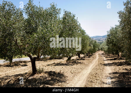 Olive-Hof im Mittelmeer Stockfoto