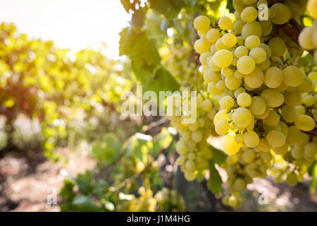Nahaufnahme der Rebe Brunch im Weinberg Stockfoto