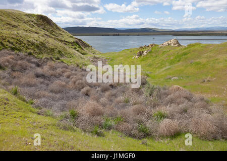 Franklin County, Washington: Tumbleweeds versammelten sich entlang des Columbia-Flusses an der White Bluffs in Hanford erreichen National Monument. Über der Fluss ist Stockfoto