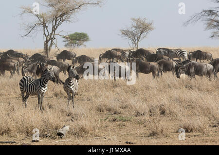 Zwei Zebras, starrte in die Entfernung stehen in einer trockenen Savanne neben der Verabschiedung der Herde von Gnus und zebras Stockfoto