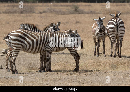 Gähnende Zebra, das sich in einer kleinen Herde in einem trockenen Savanne an einem heißen Tag Stockfoto