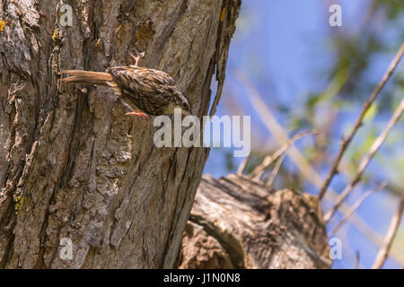 Eine gemeinsame Waldbaumläufer ist auf der Suche nach Futter auf einem Baum Stockfoto