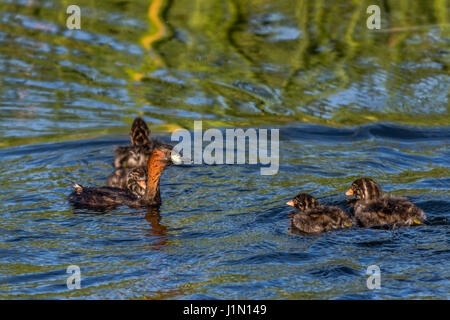 Ein Dabchick auf einem Teich ist auf der Suche nach Futter Stockfoto