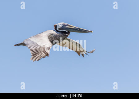 Brauner Pelikan im Flug nach Galveston-Bolivar-Fähre. Stockfoto
