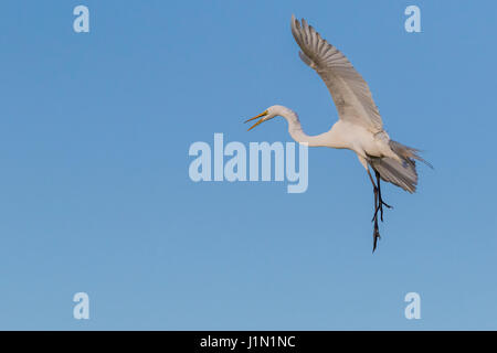 Great Egret im Flug bei Smith Oaks Rookery auf High Island, Texas, während Featherfest Workshops. Stockfoto