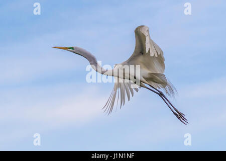 Great Egret im Flug bei Smith Oaks Rookery auf High Island, Texas, während Featherfest Workshops. Stockfoto