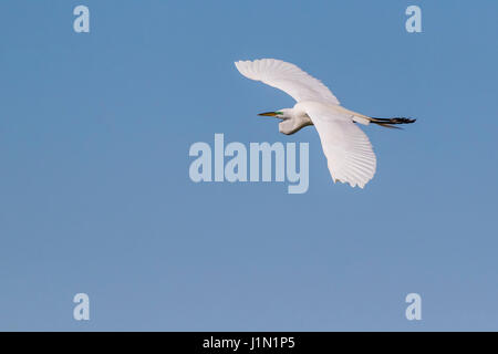 Great Egret im Flug bei Smith Oaks Rookery auf High Island, Texas, während Featherfest Workshops. Stockfoto