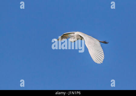 Great Egret im Flug bei Smith Oaks Rookery auf High Island, Texas, während Featherfest Workshops. Stockfoto