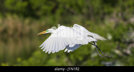 Silberreiher im Flug bei Smith Eichen Rookery auf High Island in Featherfest Workshops. Stockfoto