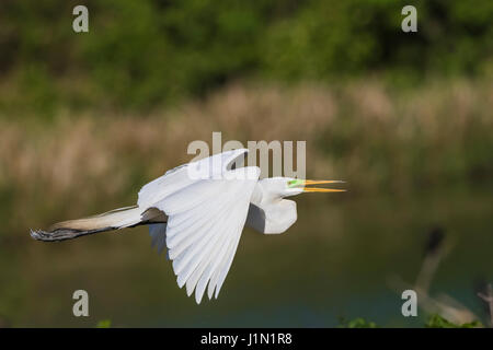 Great Egret im Flug bei Smith Oaks Rookery auf High Island, Texas, während Featherfest Workshops. Stockfoto