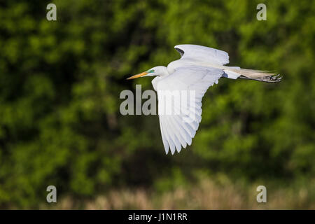 Silberreiher im Flug bei Smith Eichen Rookery auf High Island in Featherfest Workshops. Stockfoto