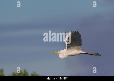 Silberreiher im Flug bei Smith Eichen Rookery auf High Island in Featherfest Workshops. Stockfoto