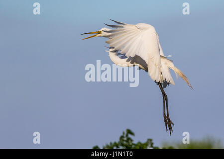 Silberreiher im Flug bei Smith Eichen Rookery auf High Island in Featherfest Workshops. Stockfoto