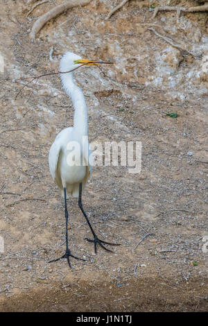 Great Egret nistet bei Smith Oaks Rookery auf High Island, Texas. Stockfoto