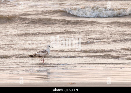 Amerikanische Heringsmöwe mit Reflexionen am Galveston East Beach bei Sonnenaufgang. Stockfoto
