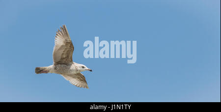Amerikanische Heringsmöwe im Flug nach der Galveston-Bolivar Ferry, Galveston, Texas. Stockfoto