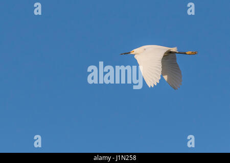 Snowy Reiher im Flug bei Smith Eichen Rookery auf High Island, Texas. Stockfoto