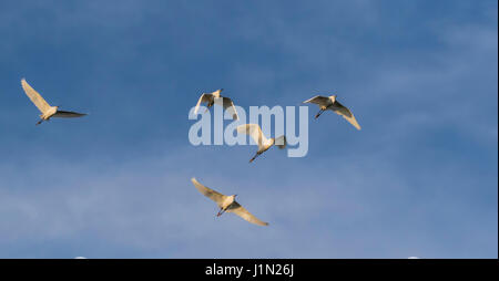 Snowy Reiher in der Zucht Gefieder bei Smith Eichen Rookery auf High Island, Texas. Stockfoto