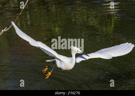 Snowy Reiher im Flug und bei der Zucht Gefieder bei Smith Eichen Rookery auf High Island, Texas. Stockfoto