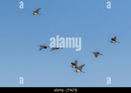 Dreifarbigen Reiher im Flug bei Smith Eichen Rookery High Island, Texas. Stockfoto