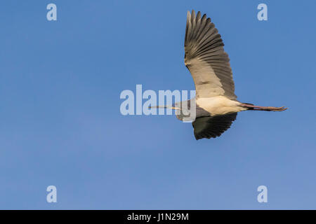 Dreifarbigen Reiher im Flug bei Smith Eichen Rookery High Island, Texas. Stockfoto