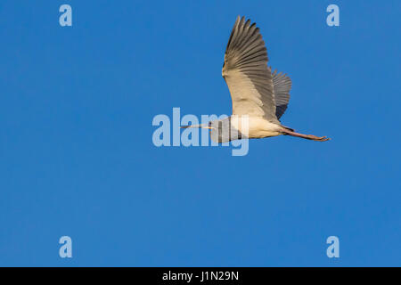 Dreifarbigen Reiher im Flug bei Smith Eichen Rookery High Island, Texas. Stockfoto