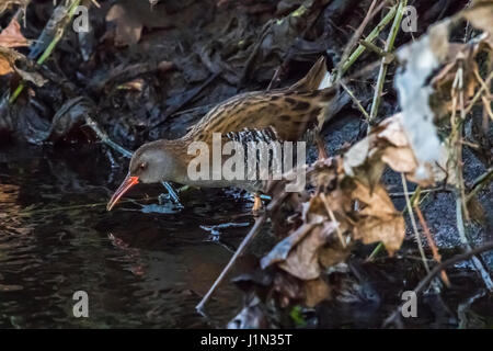 Eine schüchterne Wasser-Schiene ist waten im Wasser des Flusses Erbach im Saarland/Deutschland. Sie ist auf der Suche nach Futter. Stockfoto