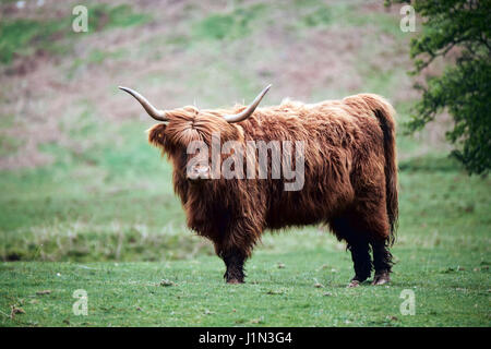 Highland Kuh auf Heu bluff, Brecon beacons Stockfoto