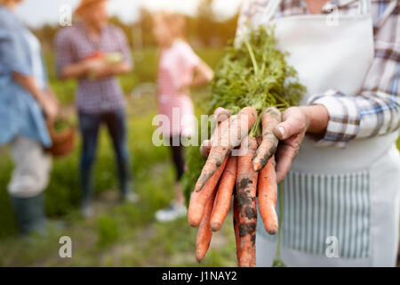 Nahaufnahme der alten Hände halten nahm Karotten Stockfoto