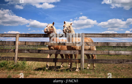 Zwei schöne Pferde über einen Zaun auf der Farm Stockfoto