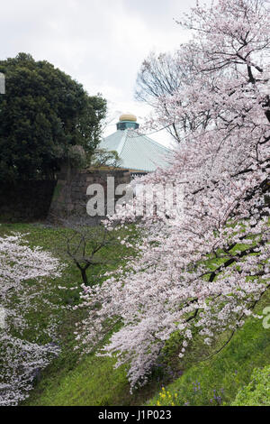 Kirschblüte, Ushigafuchi, Kitanomaru-Park, Kaiserpalast Tokio, Chiyoda-Ku, Tokyo, Japan Stockfoto