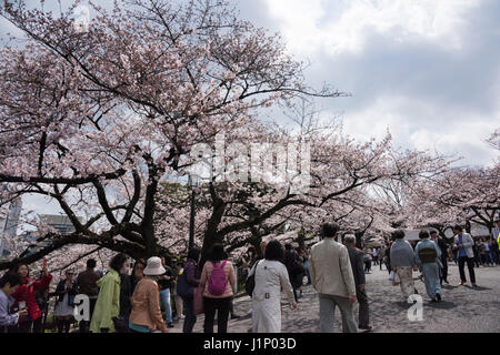 Kirschblüte, Tayasu Tor, Kitanomaru-Park, Kaiserpalast Tokio, Chiyoda-Ku, Tokyo, Japan Stockfoto