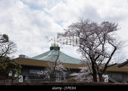 Kirschblüte, Tayasu Tor, Kitanomaru-Park, Kaiserpalast Tokio, Chiyoda-Ku, Tokyo, Japan Stockfoto