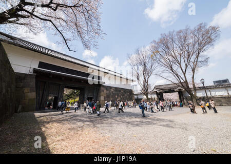 Kirschblüte, Tayasu Tor, Kitanomaru-Park, Kaiserpalast Tokio, Chiyoda-Ku, Tokyo, Japan Stockfoto