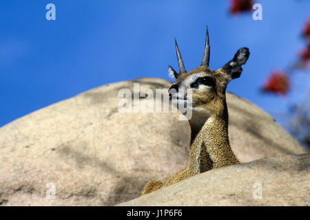 Klipspringer in afrikanischen Kopje aufweisen, San Diego Zoo, Balboa Park, San Diego, Kalifornien Stockfoto