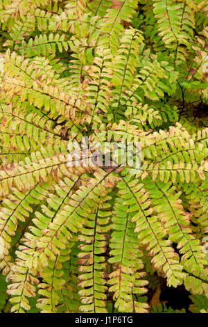 Farn auf Barsch See Weg, Chequamegon-Nicolet National Forest, Wisconsin Stockfoto