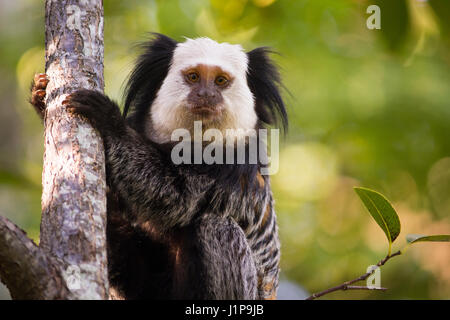 Gescheckte Marmoset Gesicht Stockfoto