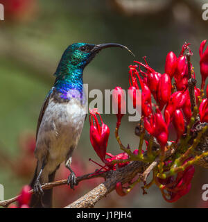 Weißer-breasted Sunbird im Krüger-Nationalpark, Südafrika; Specie Cinnyris Talatala Familie von Nectariniidae Stockfoto