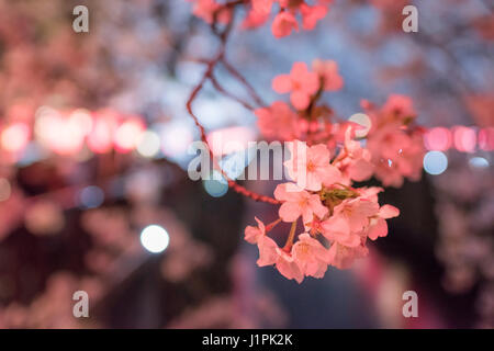 Kirschblüte, Meguro River, Meguro-Ku, Tokyo, Japan Stockfoto