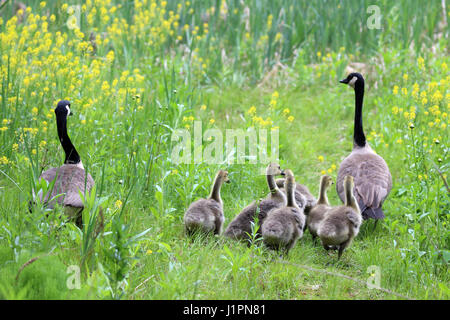 Eine Familie von Kanadagänse, für Spaziergang auf der Wiese Stockfoto