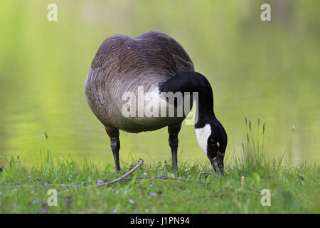 Eine Kanadagans Branta Canadensis grasen auf einer Wiese Stockfoto