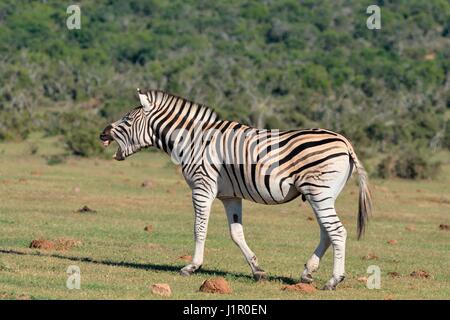 Burchell's Zebra (Equus quagga burchellii), erwachsenen männlichen Wiehern im Grünland, Addo Nationalpark, Eastern Cape, Südafrika, Afrika Stockfoto