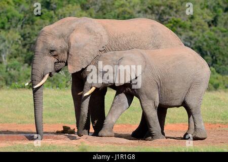 Afrikanischen Busch Elefantenbullen (Loxodonta Africana) mit dem jungen männlichen trinken am Wasserloch, Addo Elephant National Park, Eastern Cape, Südafrika, Afrika Stockfoto