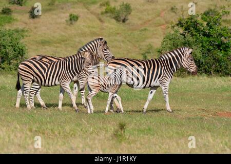 Burchell's Zebra (Equus quagga burchellii), Erwachsene und Fohlen wandern in Grünland, Addo National Park, Eastern Cape, Südafrika, Afrika Stockfoto