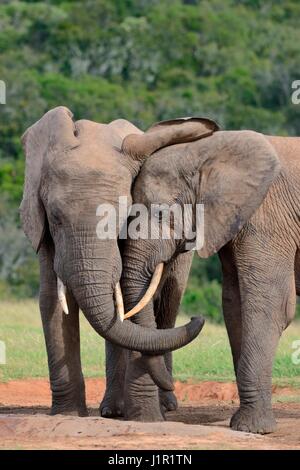 Afrikanischen Bush Elefanten (Loxodonta Africana), bulls verdrehen ihre Stämme am Wasserloch, Addo Elephant National Park, Eastern Cape, Südafrika, Afrika Stockfoto