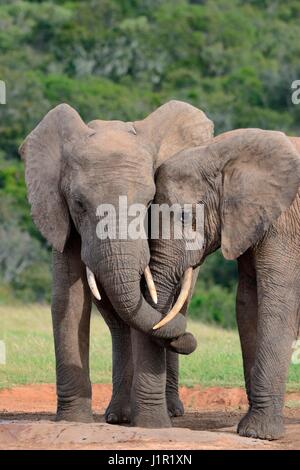 Afrikanischen Bush Elefanten (Loxodonta Africana), bulls verdrehen ihre Stämme am Wasserloch, Addo Elephant National Park, Eastern Cape, Südafrika, Afrika Stockfoto