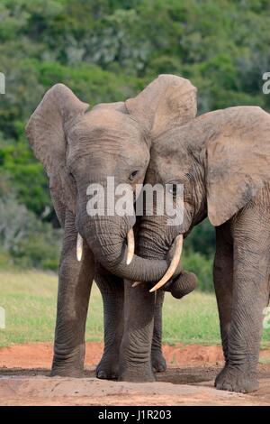 Afrikanischen Bush Elefanten (Loxodonta Africana), bulls verdrehen ihre Stämme am Wasserloch, Addo Elephant National Park, Eastern Cape, Südafrika, Afrika Stockfoto